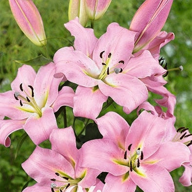 Orientalsk lilje-Lilium Oriental Gracefull 2-pak